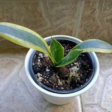 Sansevieria