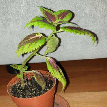 Koleus 
