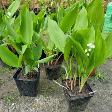 Konwalia