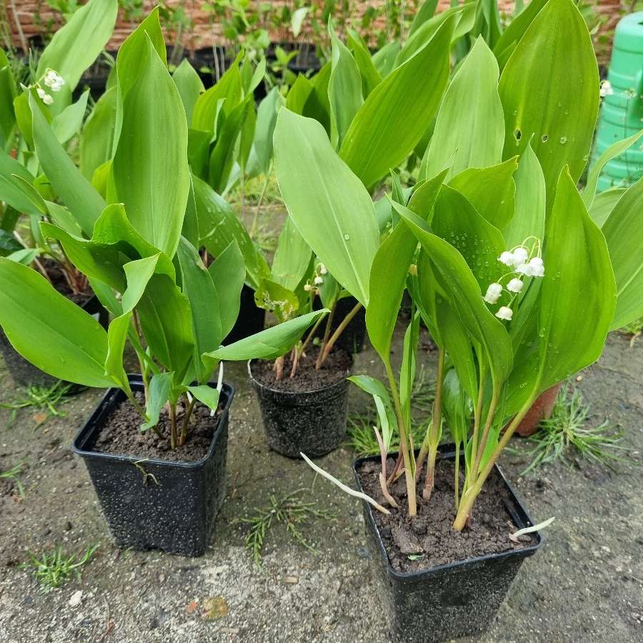 Konwalia
