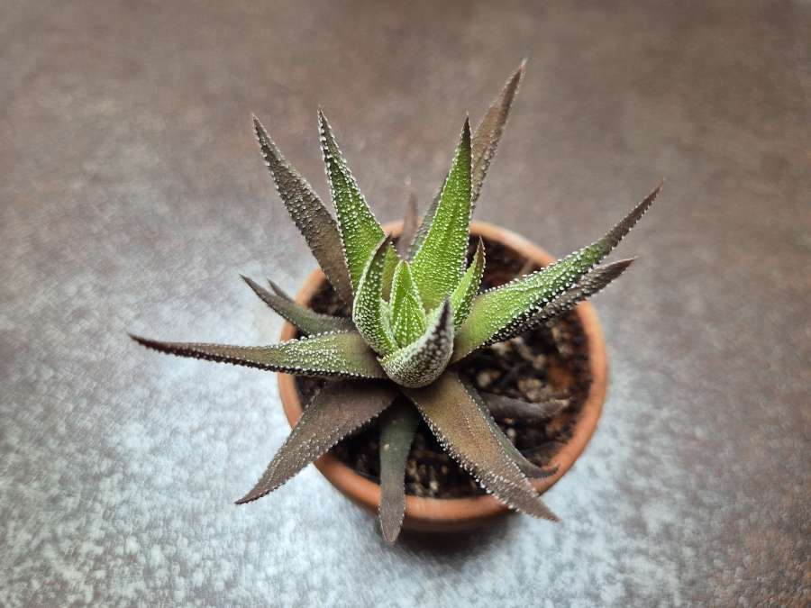 Haworthia fasciata 'Concolor' (sukulent) 3