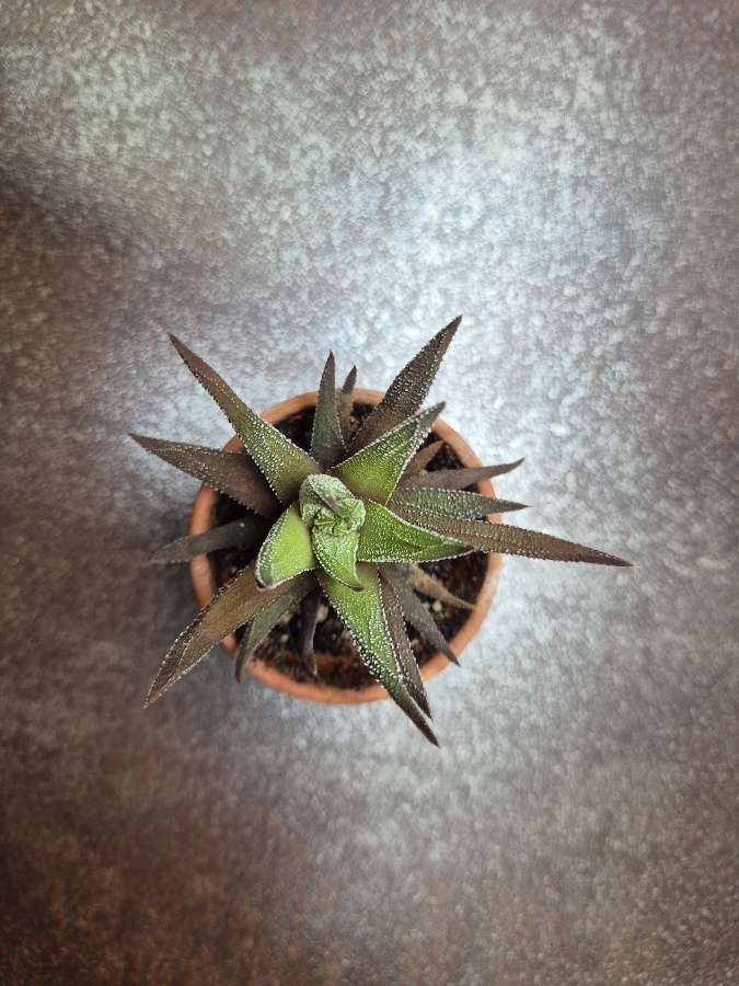 Haworthia fasciata 'Concolor' (sukulent) 2