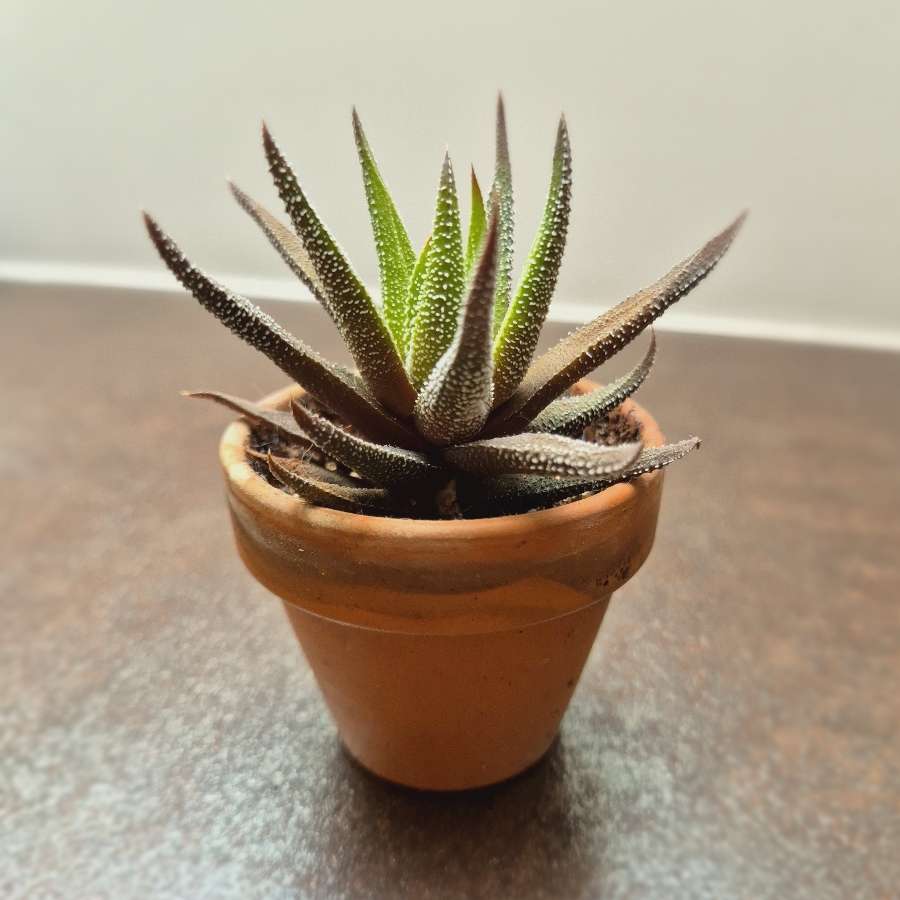 Haworthia fasciata 'Concolor' (sukulent)