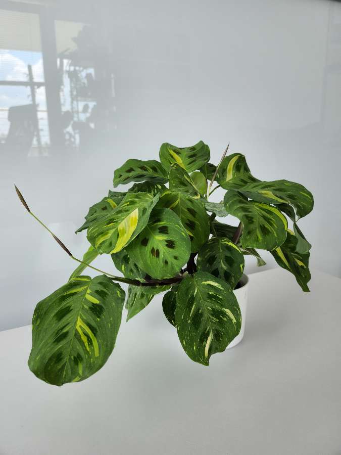 Maranta kerchoveana variegata 4