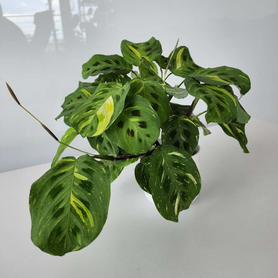 Maranta kerchoveana variegata
