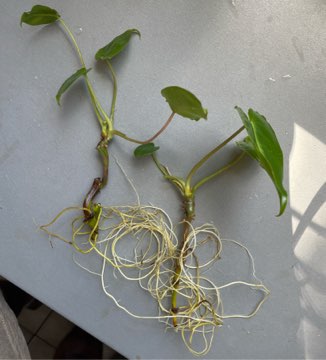 Philodendron burle Marx variegata regres sadzonka szczytowa