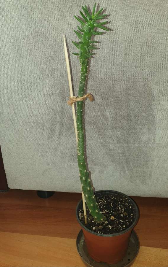Opuncja Austrocylindropuntia subulata wysoka na 44cm 4