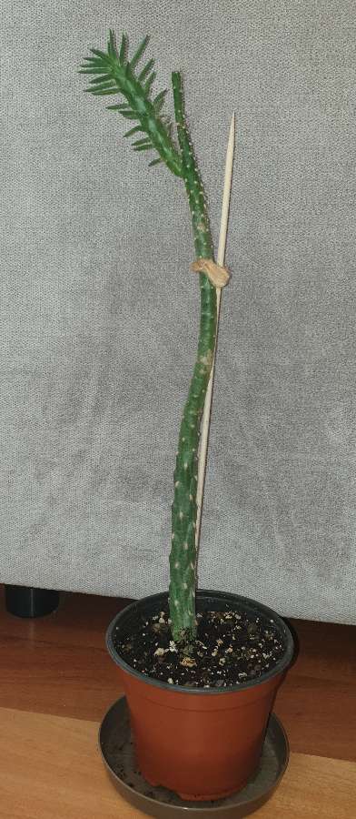 Opuncja Austrocylindropuntia subulata wysoka na 44cm 2