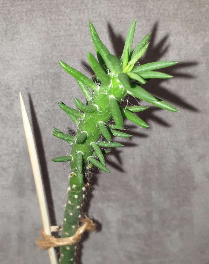 Opuncja Austrocylindropuntia subulata wysoka na 44cm 3