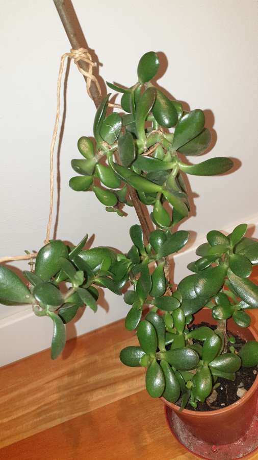 Grubosz,  duże drzewko szczęścia nr 2 2