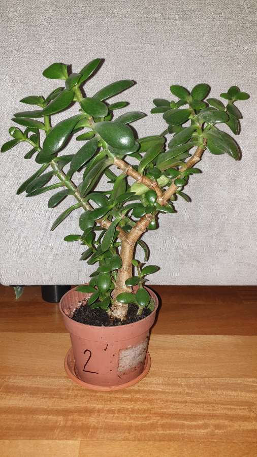 Grubosz,  duże drzewko szczęścia nr 2 2