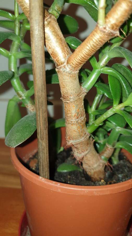 Grubosz,  duże drzewko szczęścia nr 2 5