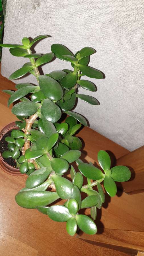 Grubosz,  duże drzewko szczęścia nr 2 5