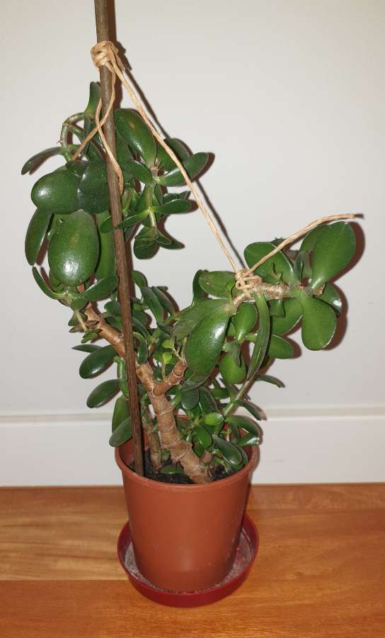 Grubosz,  duże drzewko szczęścia nr 2 3