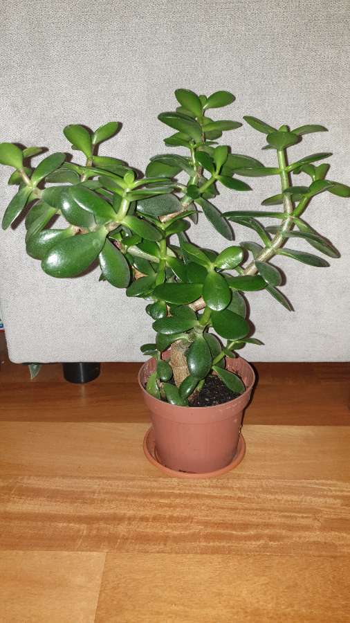 Grubosz,  duże drzewko szczęścia nr 2 3