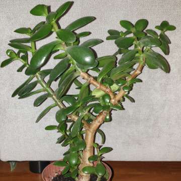 Grubosz,  duże drzewko szczęścia nr 2