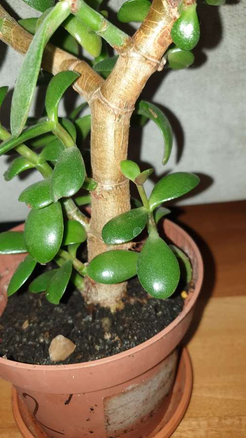 Grubosz,  duże drzewko szczęścia nr 2 4