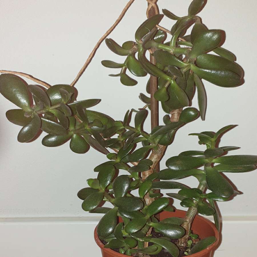 Grubosz,  duże drzewko szczęścia nr 2