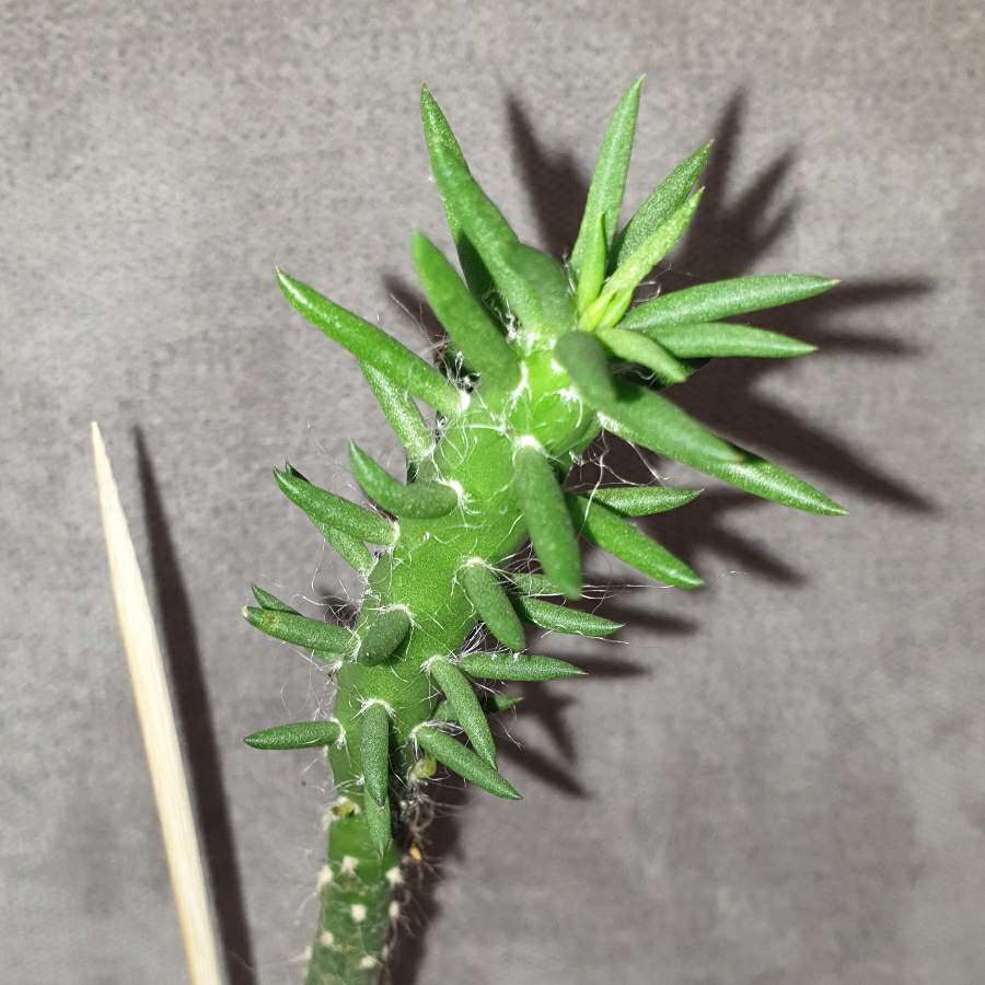 Opuncja Austrocylindropuntia subulata wysoka na 44cm