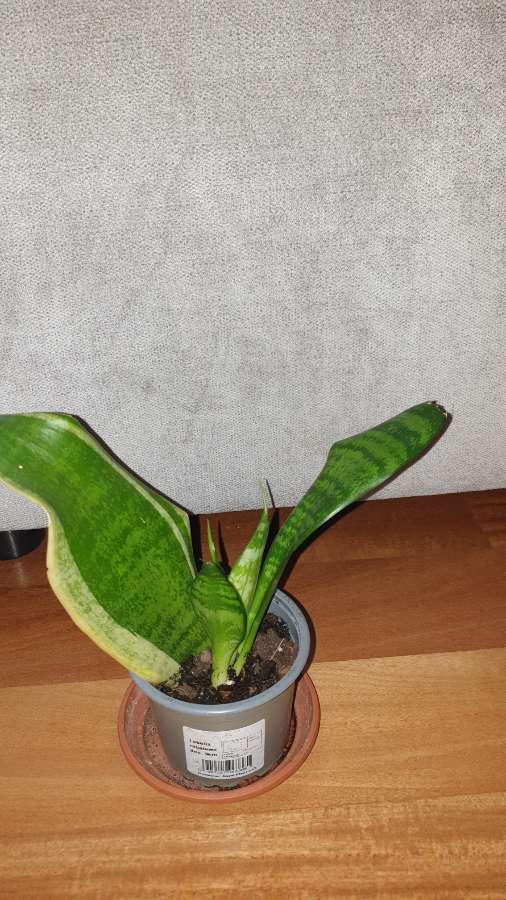 Sansewieria  3