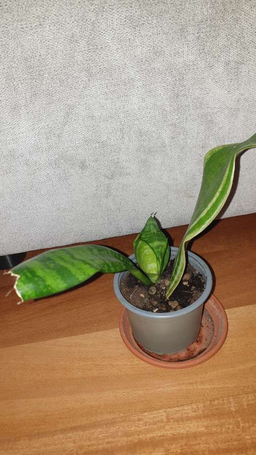Sansewieria  4