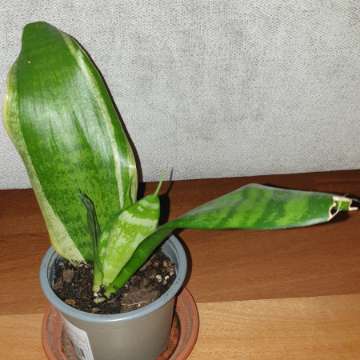Sansewieria 