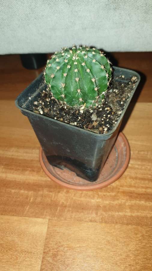 Kaktus 3