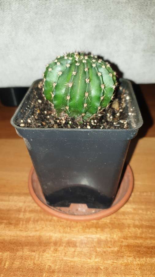 Kaktus 2