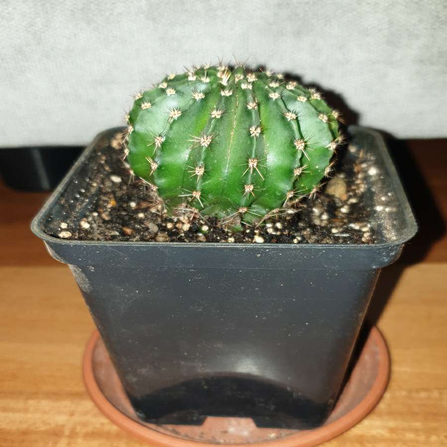 Kaktus