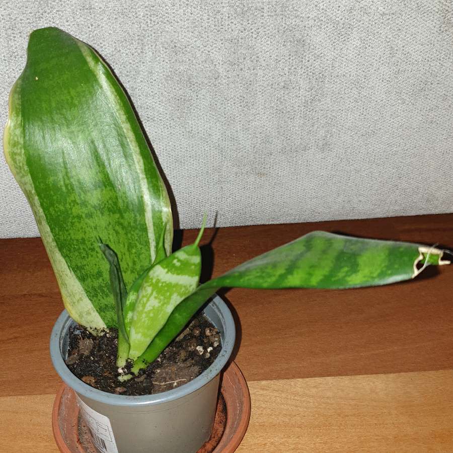Sansewieria 