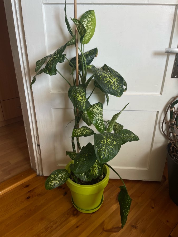 Dieffenbachia Seguine Tropic Rain XXL 120 cm + doniczka 2