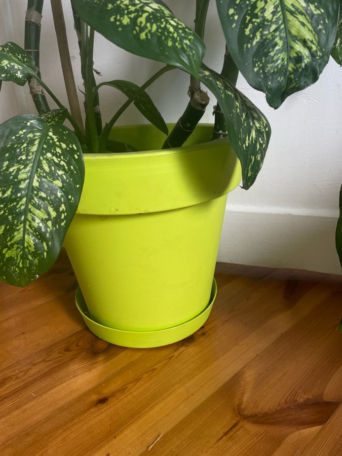 Dieffenbachia Seguine Tropic Rain XXL 120 cm + doniczka 3