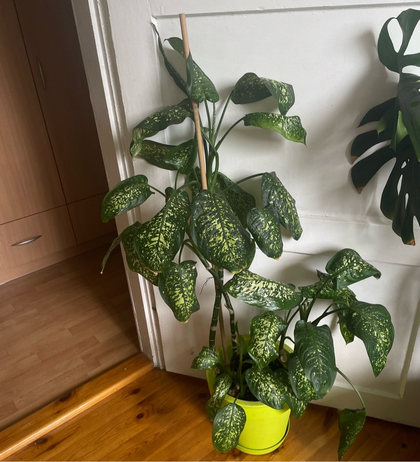 Dieffenbachia Seguine Tropic Rain XXL 120 cm + doniczka
