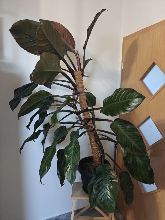 Philodendron Black Cardinal XXL 4