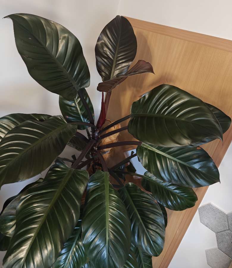 Philodendron Black Cardinal XXL 5