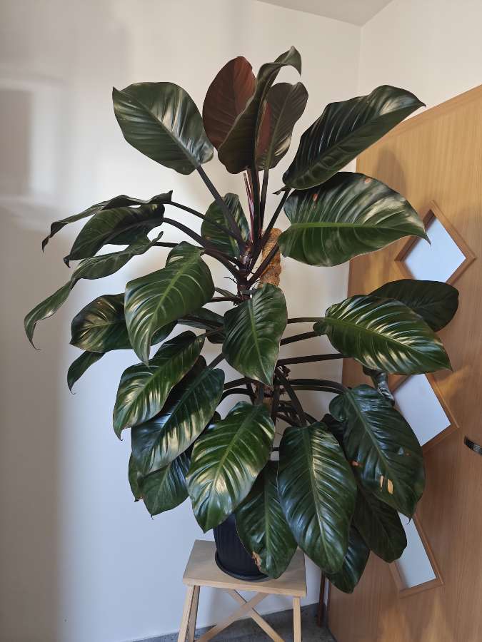 Philodendron Black Cardinal XXL 3