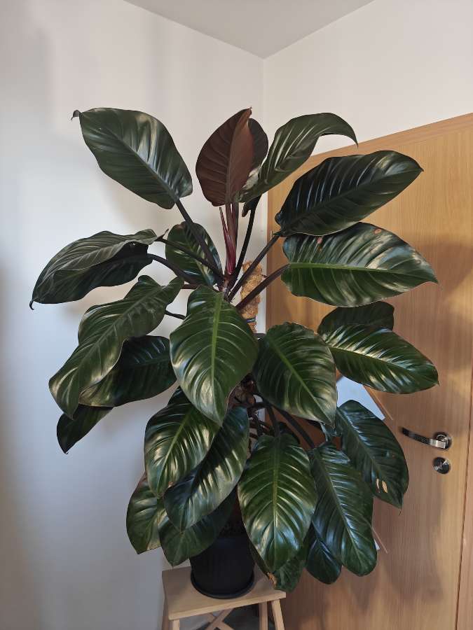 Philodendron Black Cardinal XXL 2