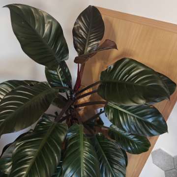Philodendron Black Cardinal XXL