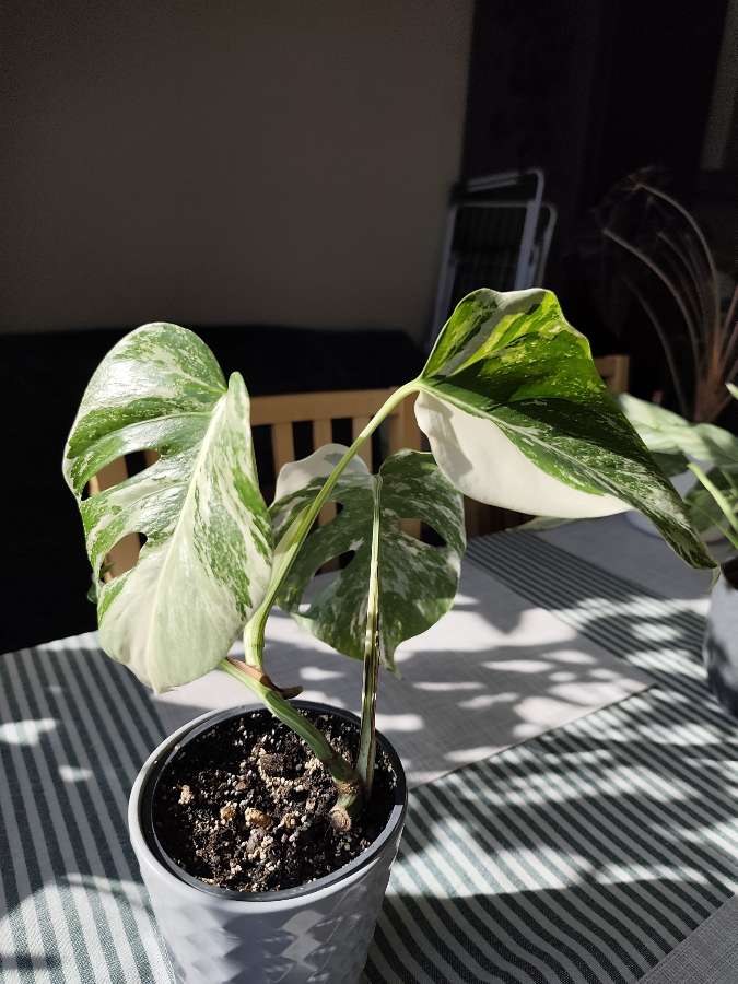 Monstera deliciosa 'Varie' 2