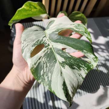 Monstera deliciosa 'Varie'