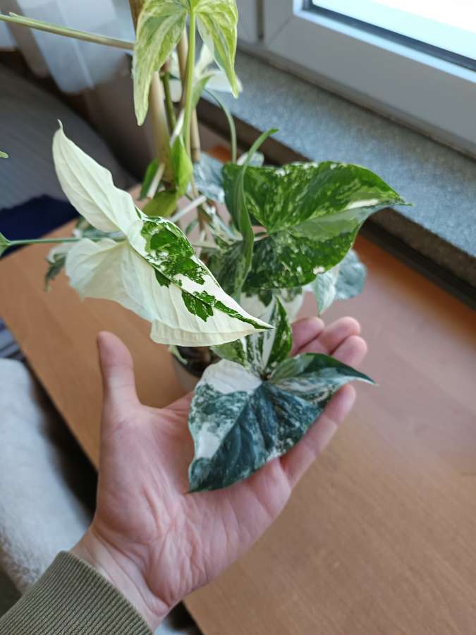 Syngonium Emerald gem 2