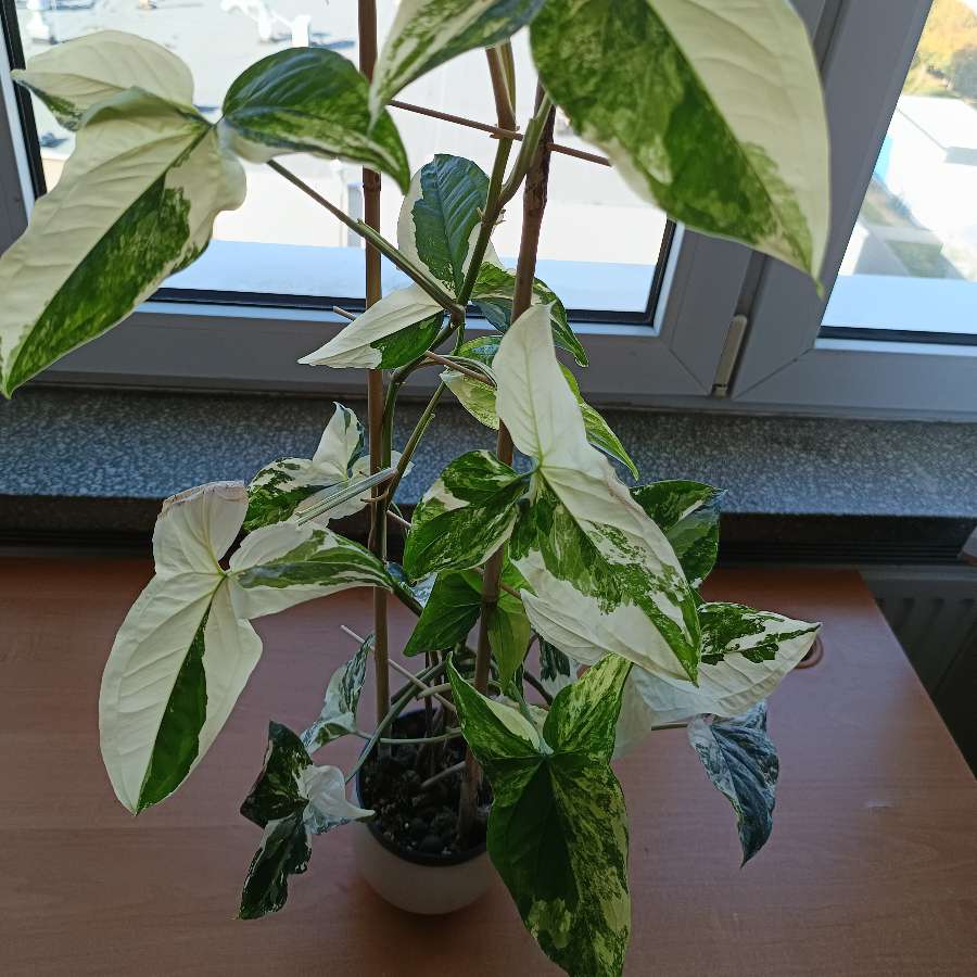 Syngonium Emerald gem