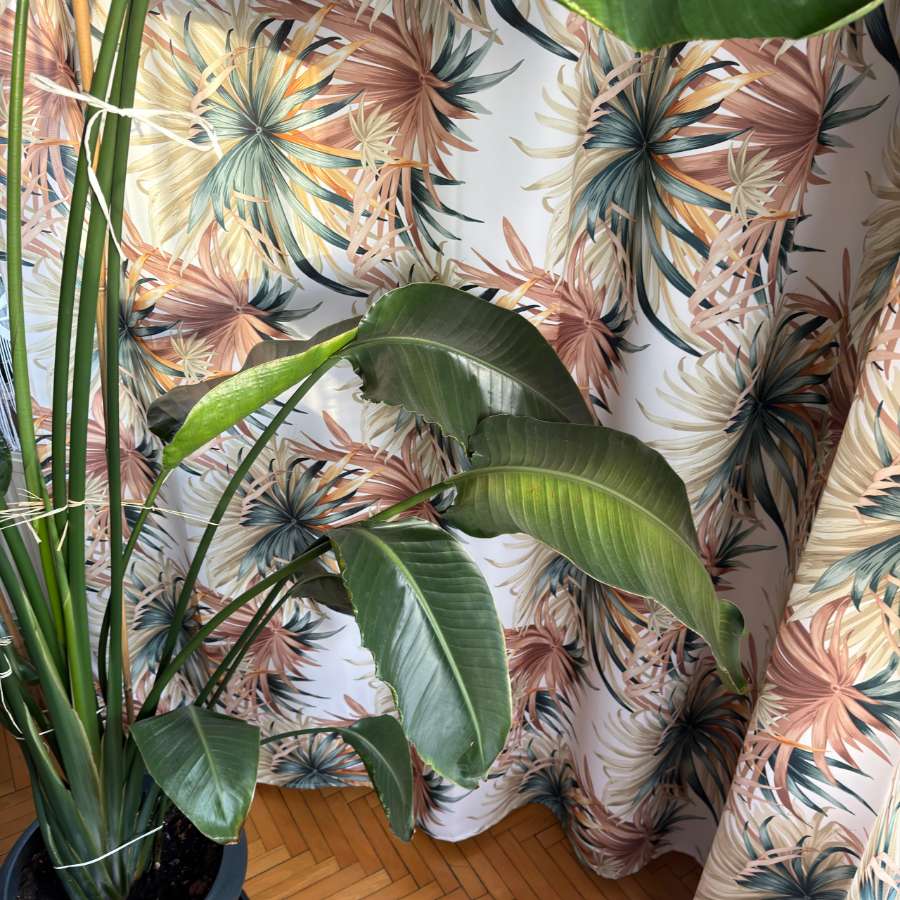 strelitzia nicolai, strelicja biała 3