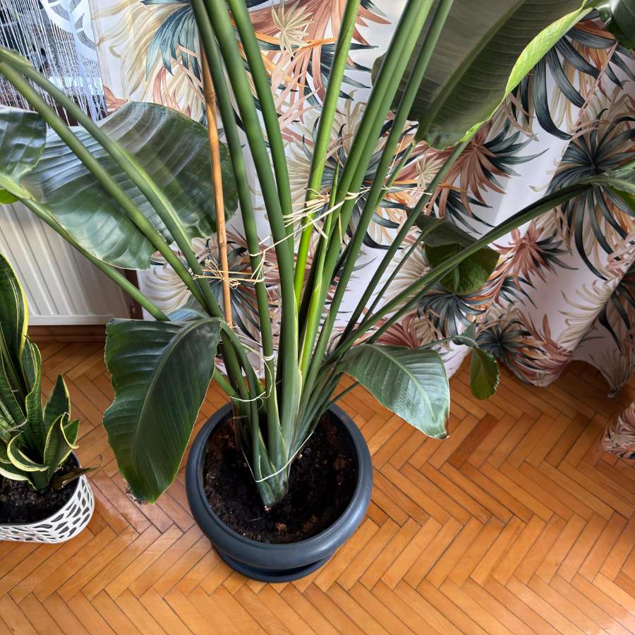 strelitzia nicolai, strelicja biała 4