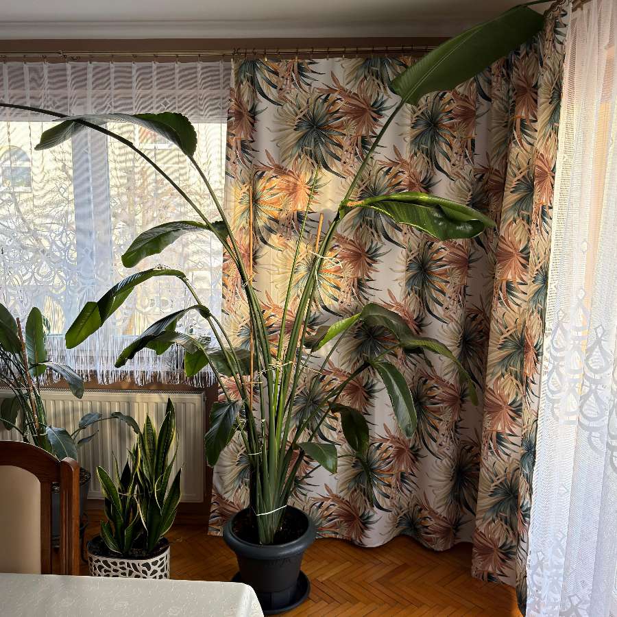 strelitzia nicolai, strelicja biała