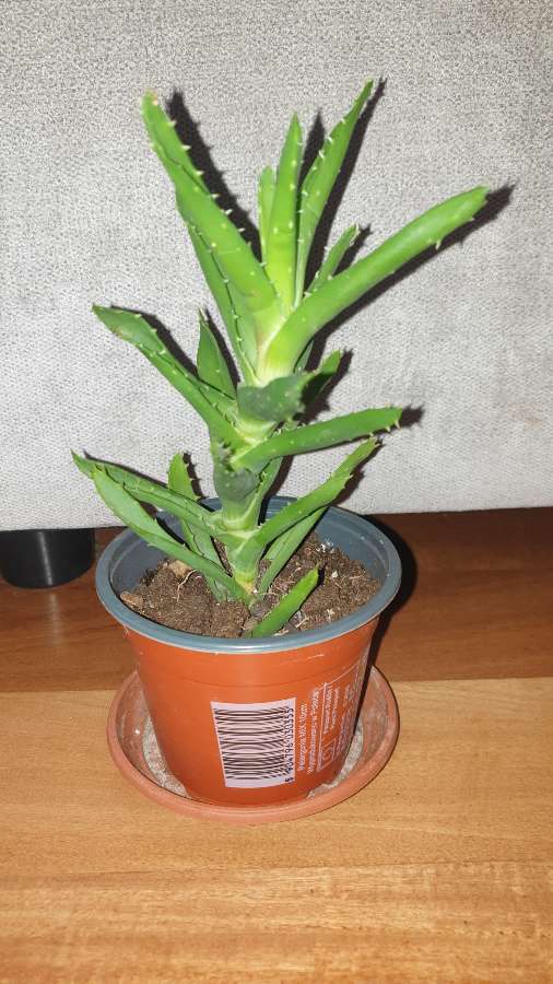 Aloes nr 3 2