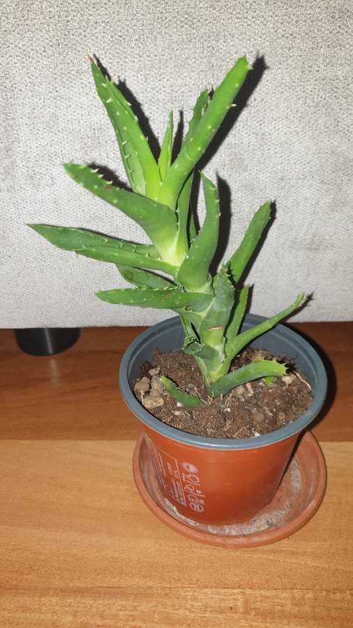 Aloes nr 3 3