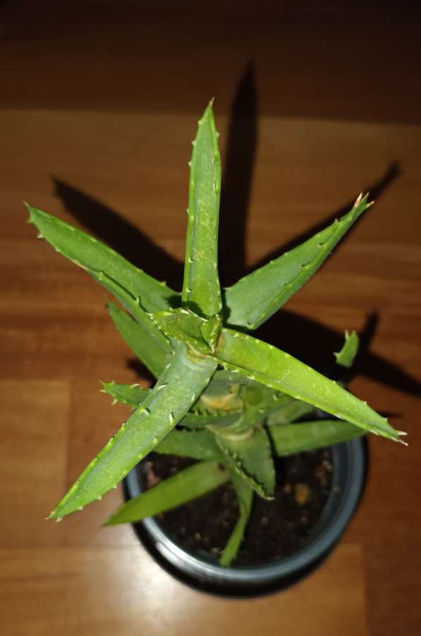Aloes zielony nr 1 4