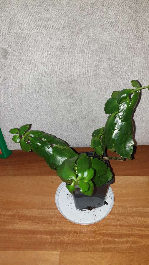 Kalanchoe  4