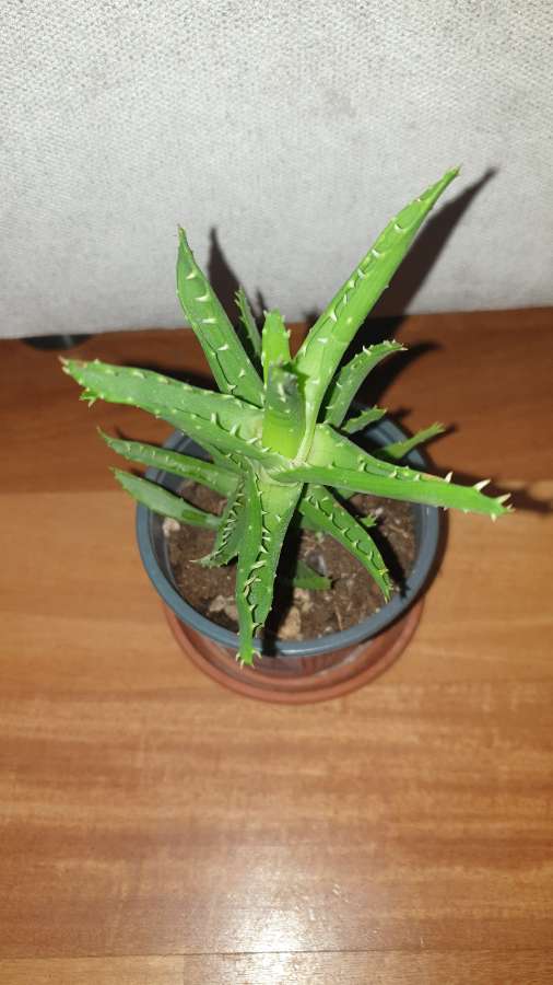 Aloes nr 3 4